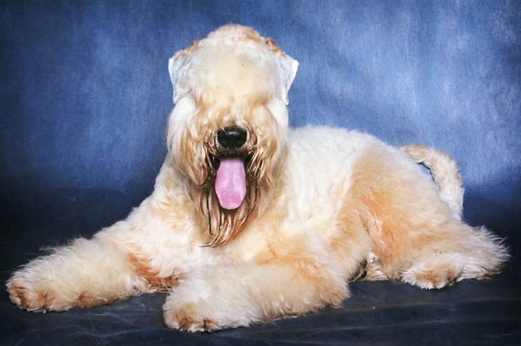 Ирландский мягкошёрстный пшеничный терьер стрижки