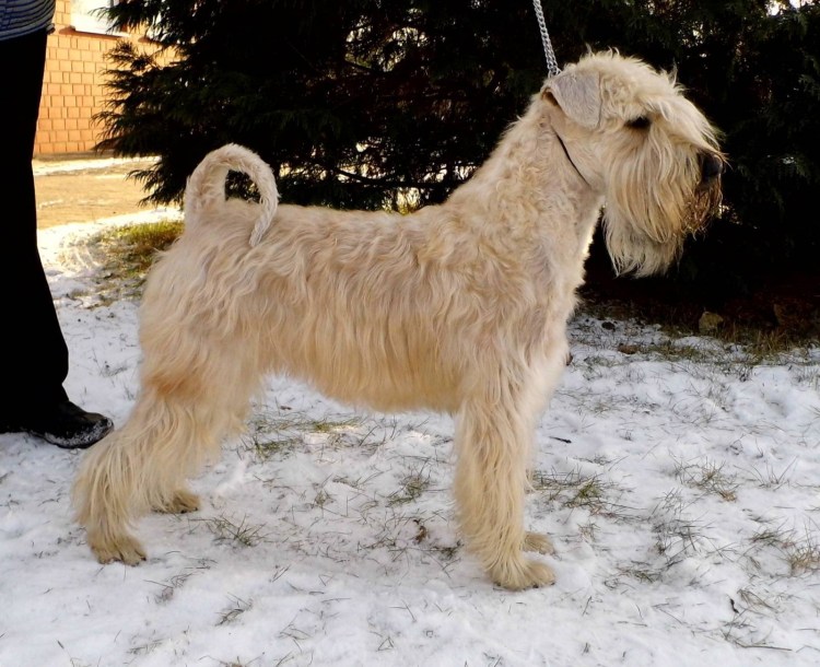 Ирландский гладкошерстный пшеничный терьер