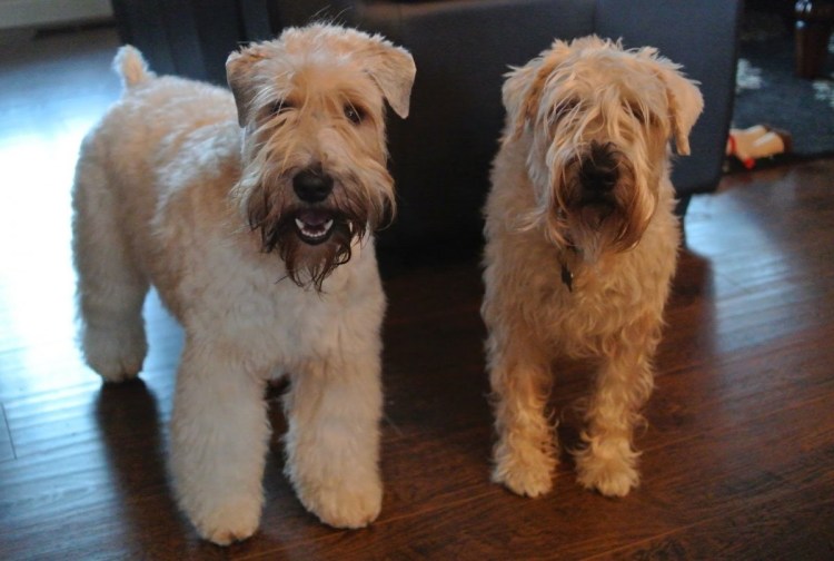 Груминг пшеничного терьера тримминг