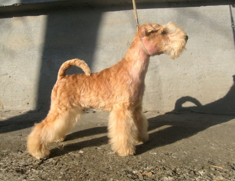 Ирландский мягкошерстный терьер