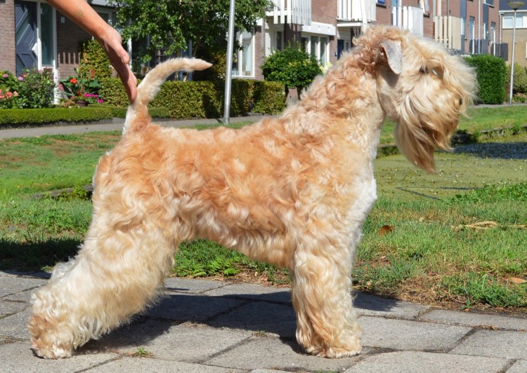 Мягкошерстный пшеничный терьер груминг