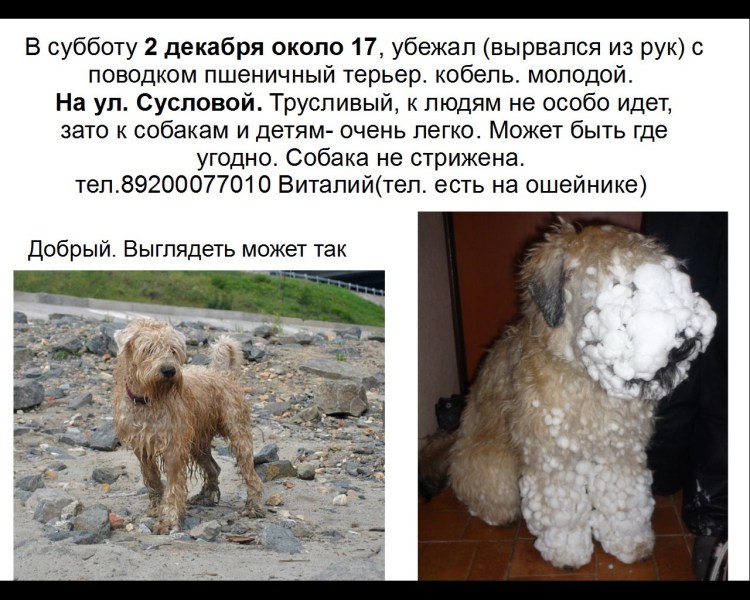 Ирландский терьер на белом фоне