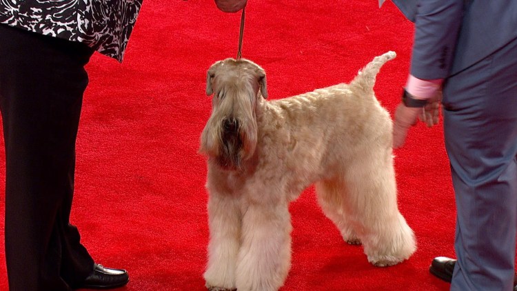 Пшеничный терьер грумминг