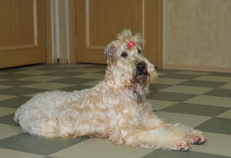 Мягкошерстный пшеничный терьер выставка