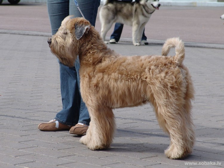 Ирландский мягкошёрстный пшеничный терьер гигиеническая стрижка