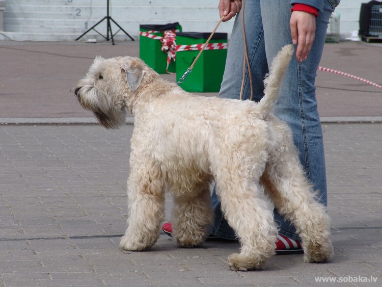 Схема стрижки пшеничного терьера