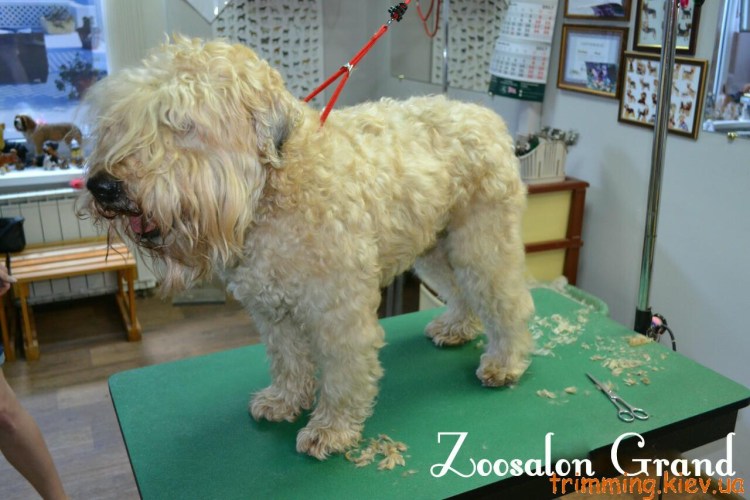 Уитен терьер