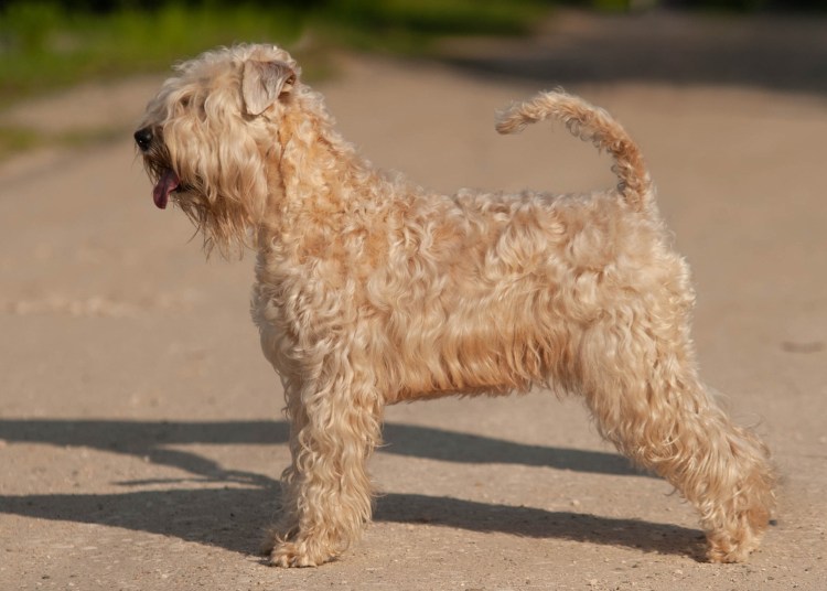 Иранский мегашёрстной пшеничный интерьер