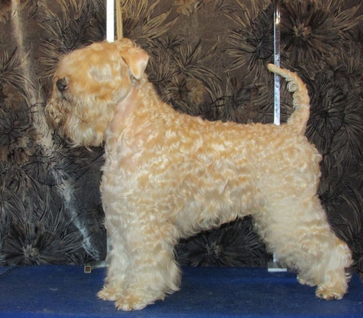 Пшеничный терьер тримминг