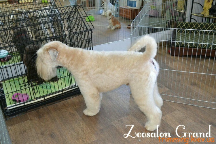 Пшеничный терьер нестриженный