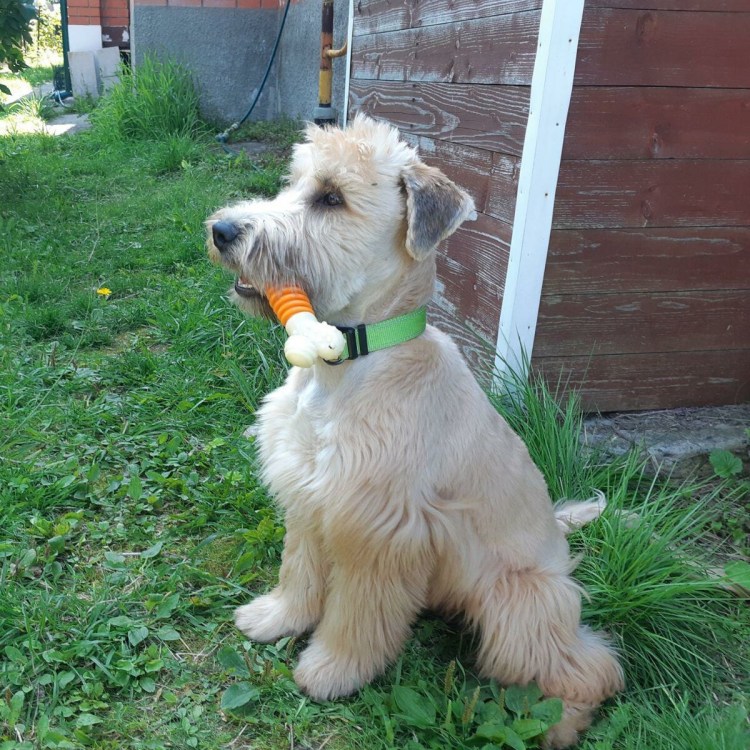 Тримминг ирландского терьера