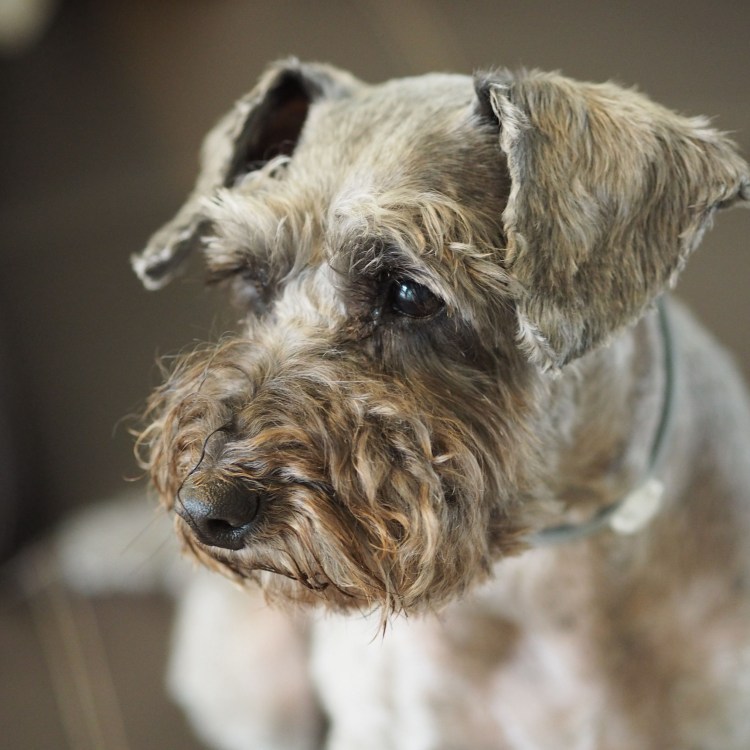 Дента демон терьер большой породы сколько стоят щенки