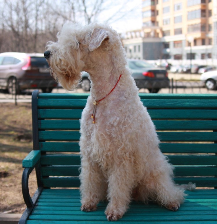 Ирландский мягкошёрстный пшеничный терьер стрижки