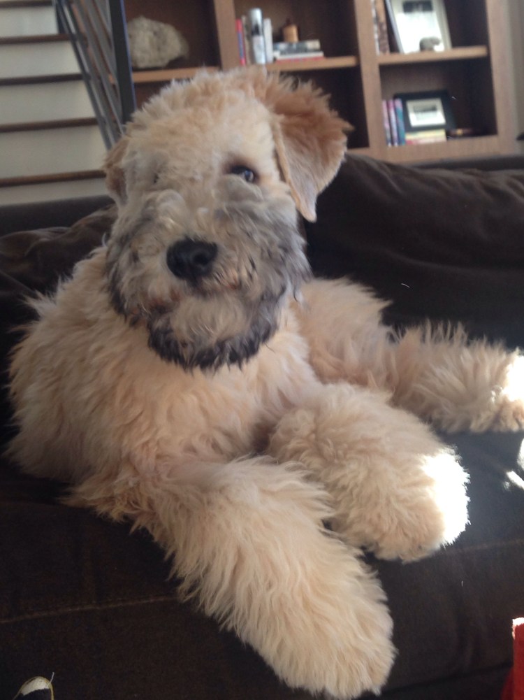 Пшеничный терьер уши