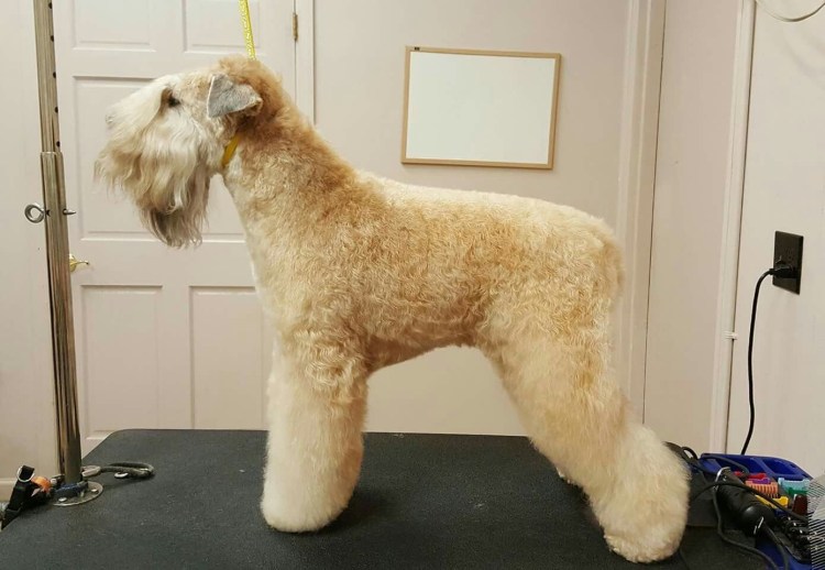 Мягкошерстный пшеничный терьер груминг