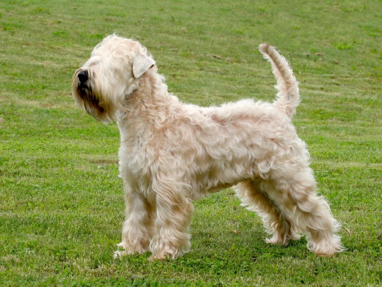 Ирландский пшеничный терьер