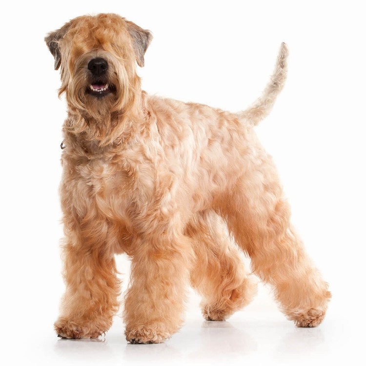 Ирландский мягкошерстный терьер