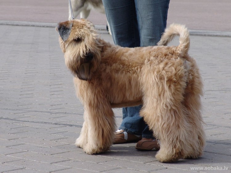 Ирландский терьер нестриженный
