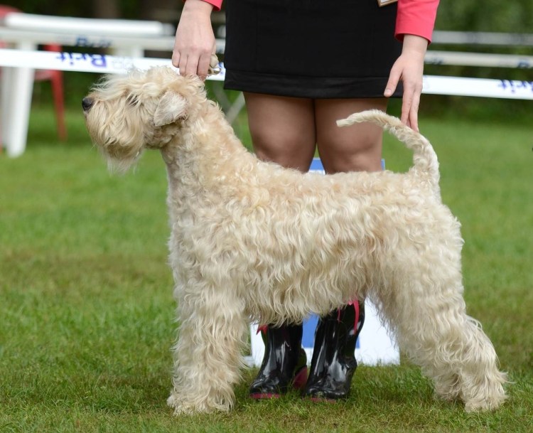 Ирландский мягкошёрстный пшеничный терьер