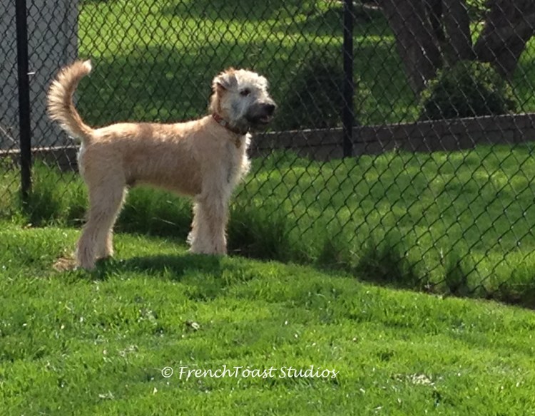 Irish Soft Coated Wheaten Terrier