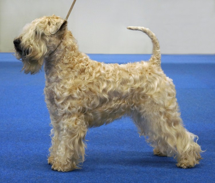Мягкошерстный пшеничный терьер стрижка