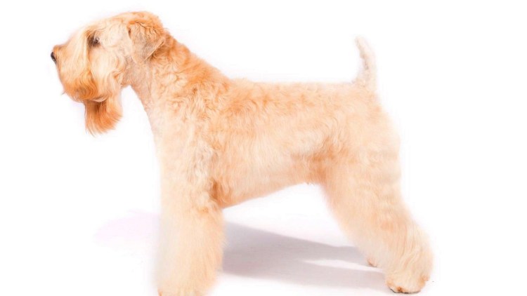 Пшеничный терьер рост