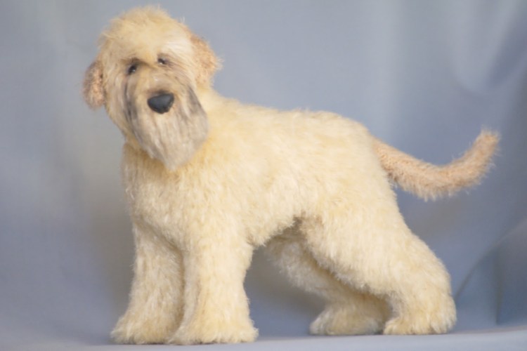 Керри Блю терьер / ирландский мягкошерстный пшеничный терьер