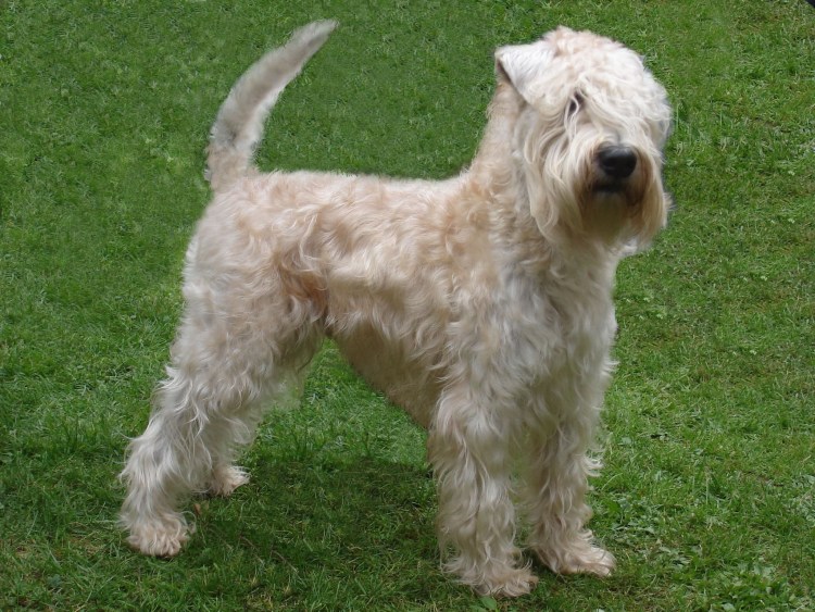 Ирландский гладкошерстный пшеничный терьер