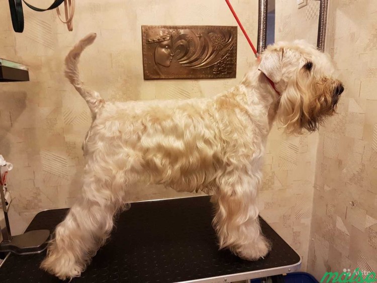 Мягкошерстный пшеничный терьер