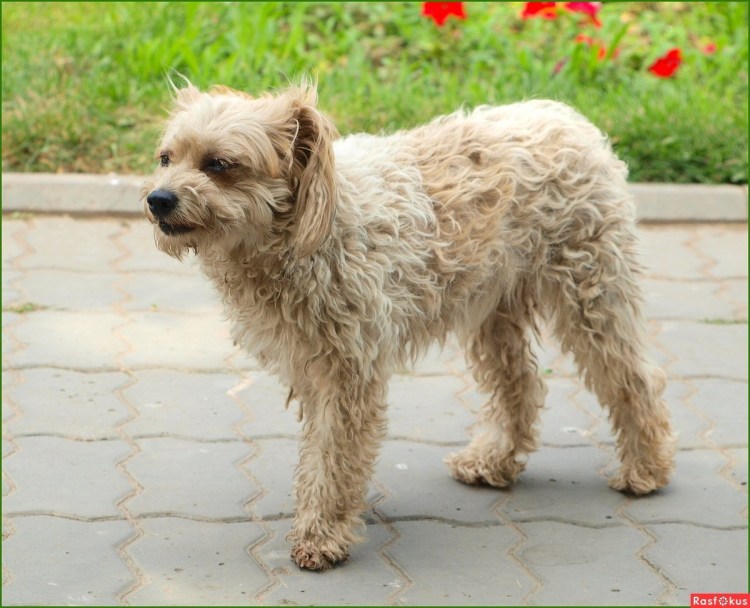 Мягкошерстный пшеничный терьер стрижка
