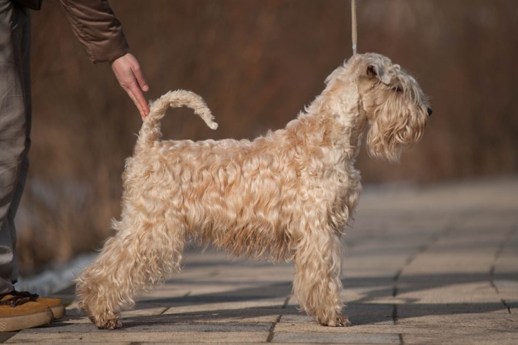 Ирландский терьер пшеничный груминг