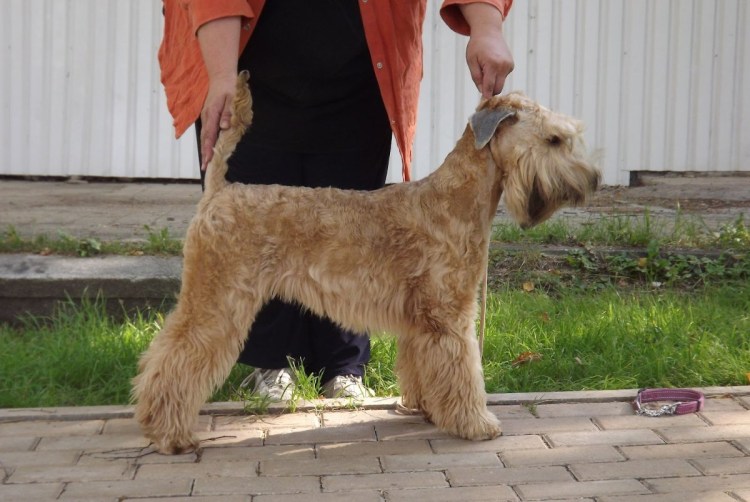 Ирландский мягкошёрстный пшеничный терьер стрижки