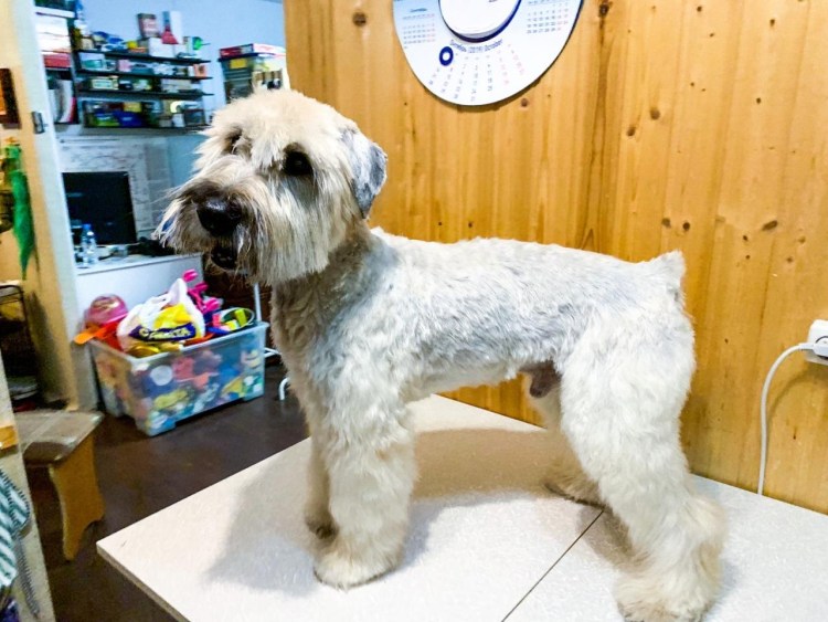 Ирландский мягкошёрстный пшеничный терьер стрижки