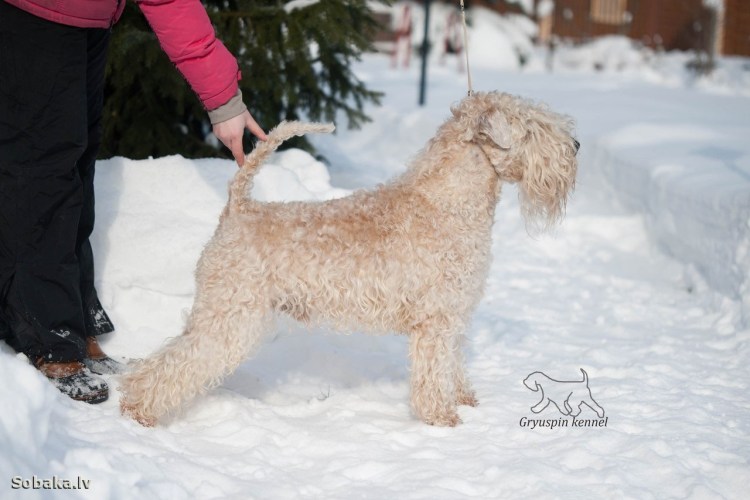 Ирландский мягкошёрстный пшеничный терьер с длинной шерстью