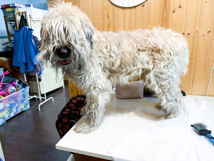 Бульмастиф пшеничный терьер