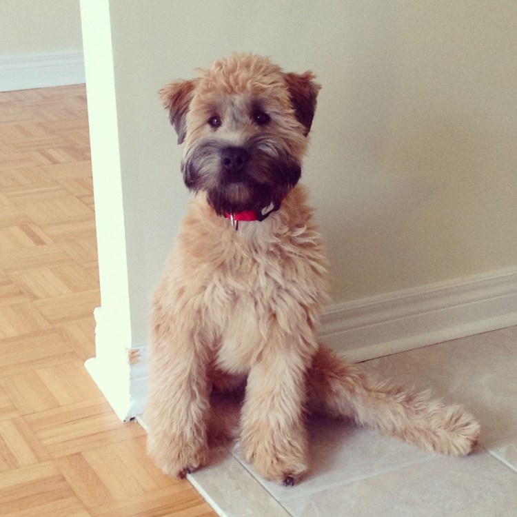 Soft Coated Wheaten Terrier