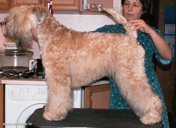 Мягкошерстный пшеничный терьер и человек