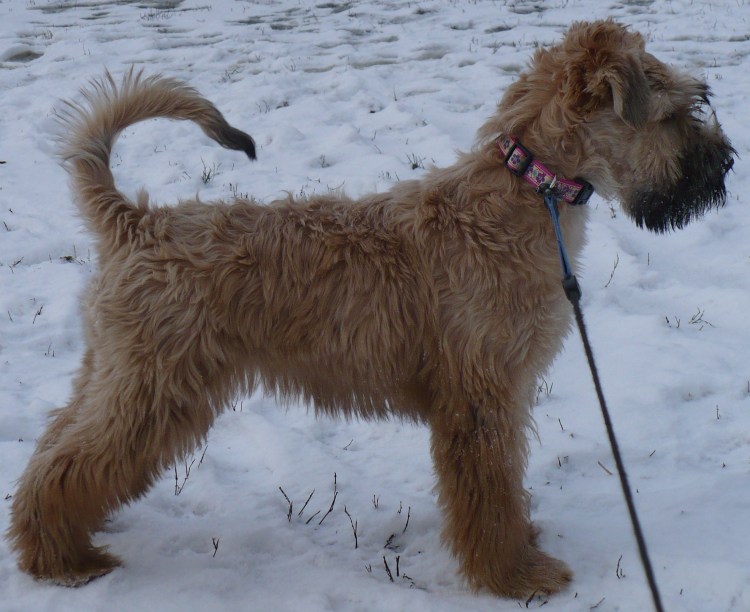 Иранский мегашёрстной пшеничный интерьер