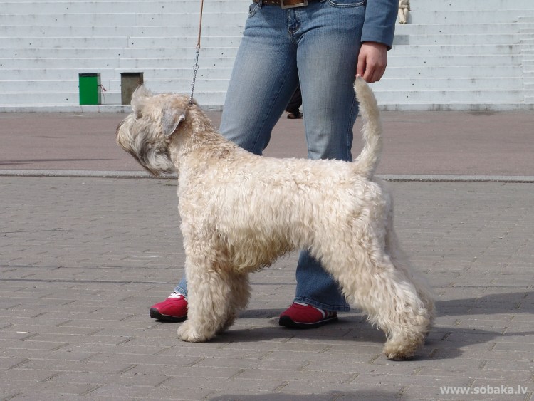 Пшеничный терьер груминг