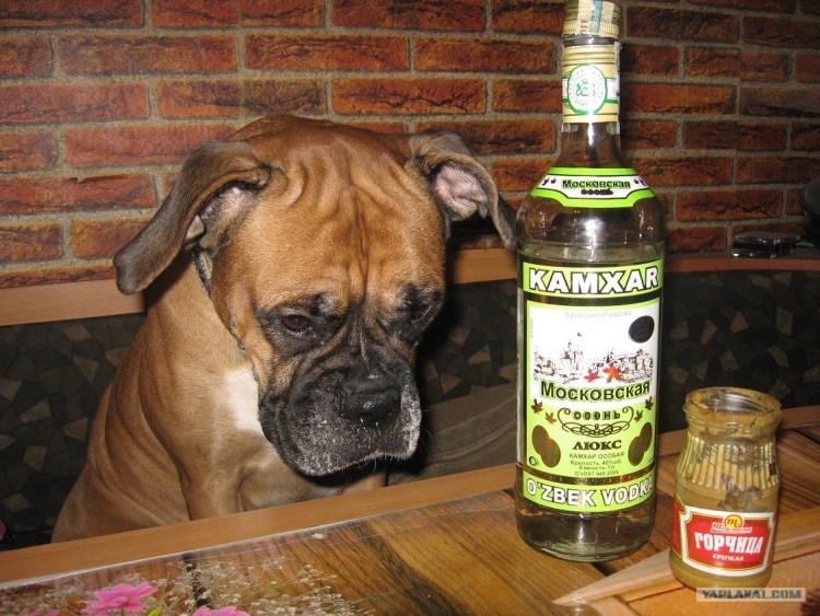 Бутылка для щенков