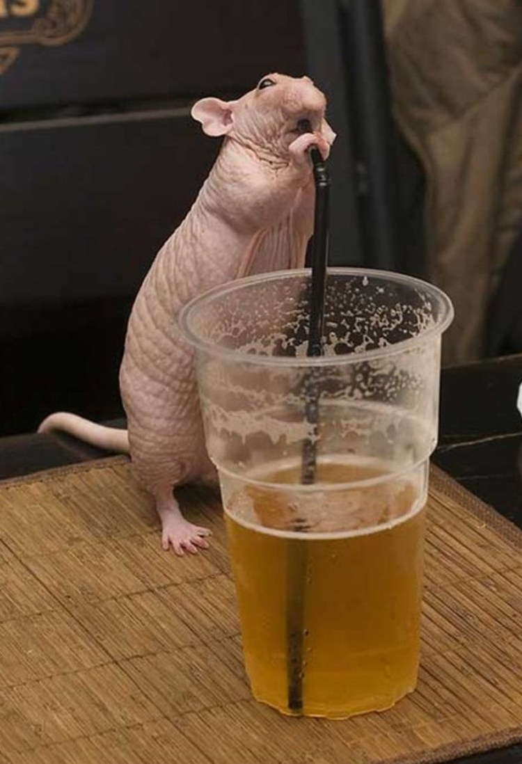 Крыса пьет пиво