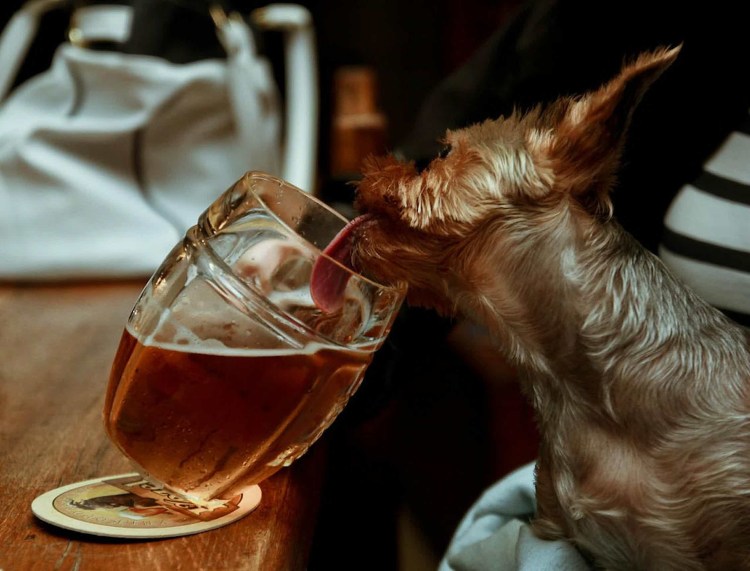 Маленькие собаки бухают