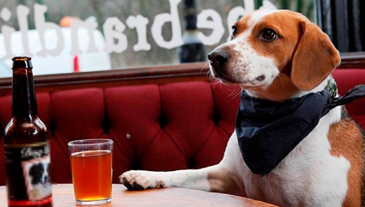 Пиво для собак
