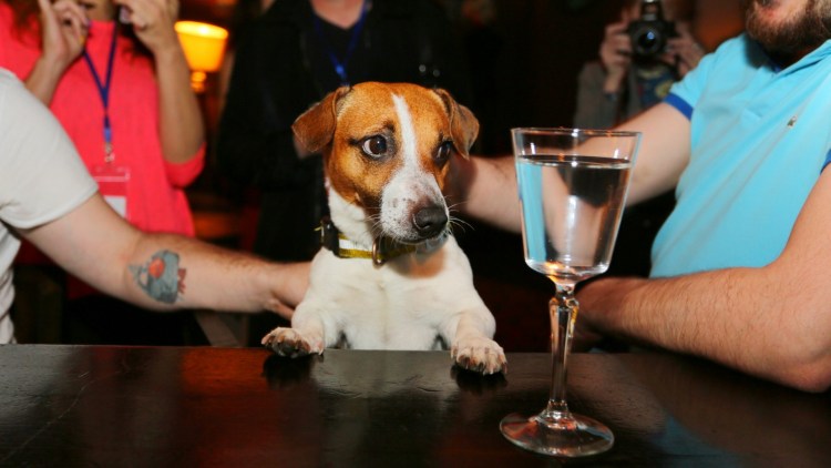 Собака собутыльник