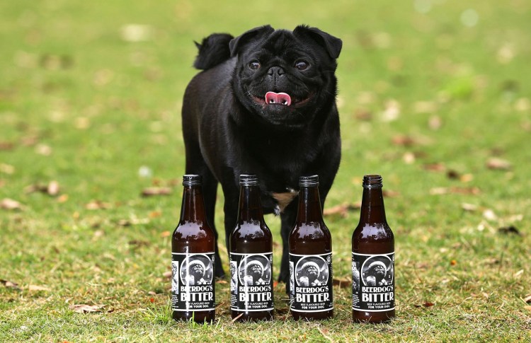 Шпиц пьет пиво