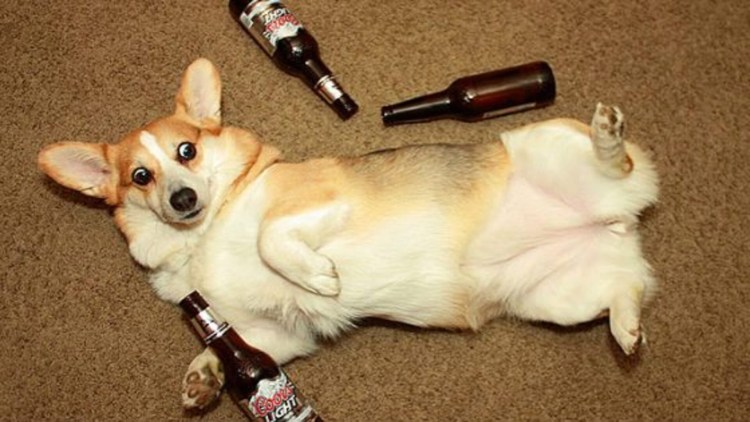 Собака с бутылкой пива