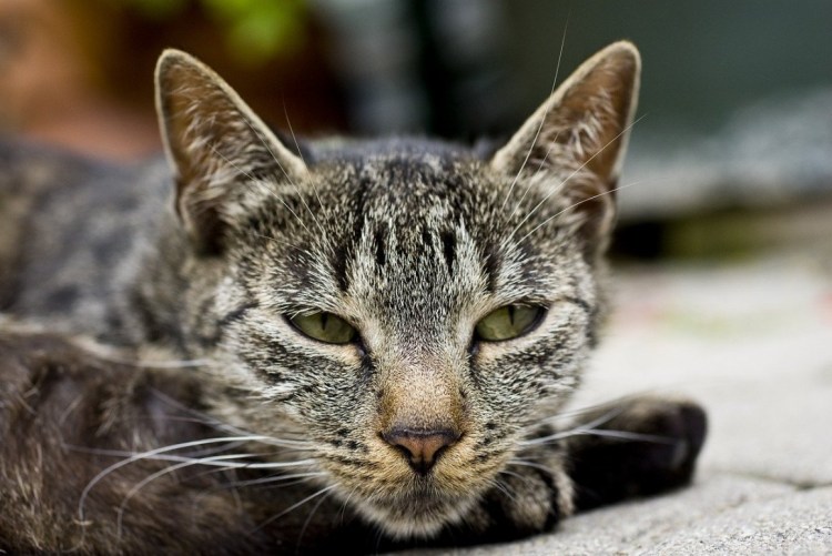 Кошачья морда полубоком