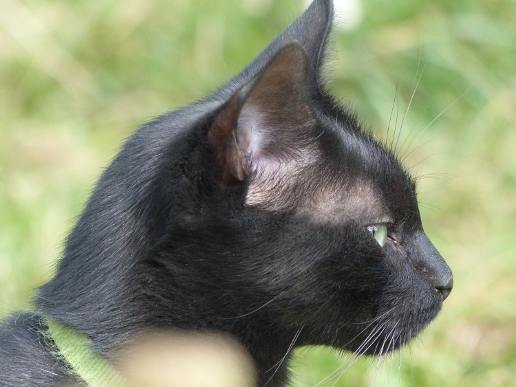 Голова черной кошки