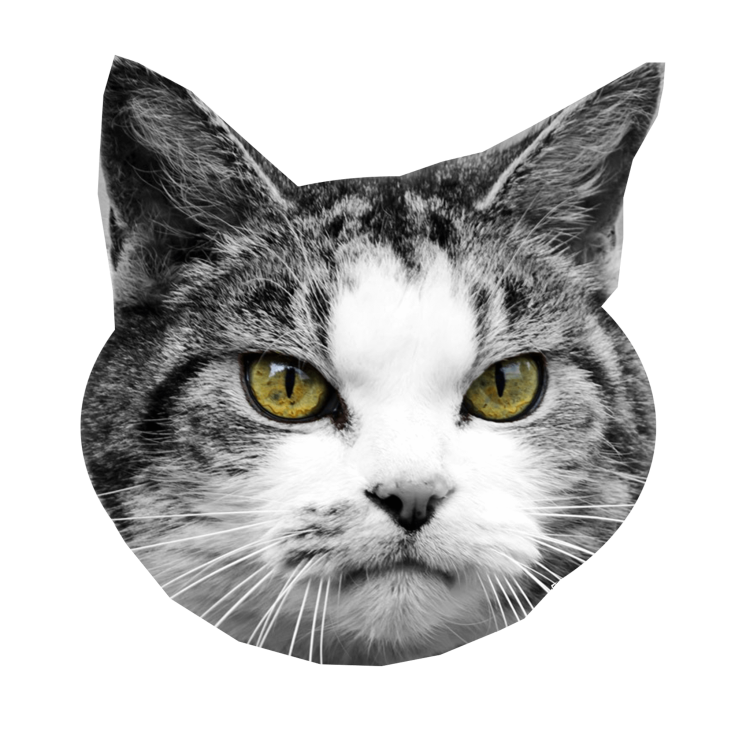 Головы котов для фотошопа