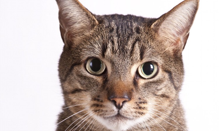 Голова кошки